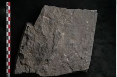 Foto (Detailansicht) von Senftenbergia crenata Lindl. et H. (NHMW-GEO-2024-0188-10945)